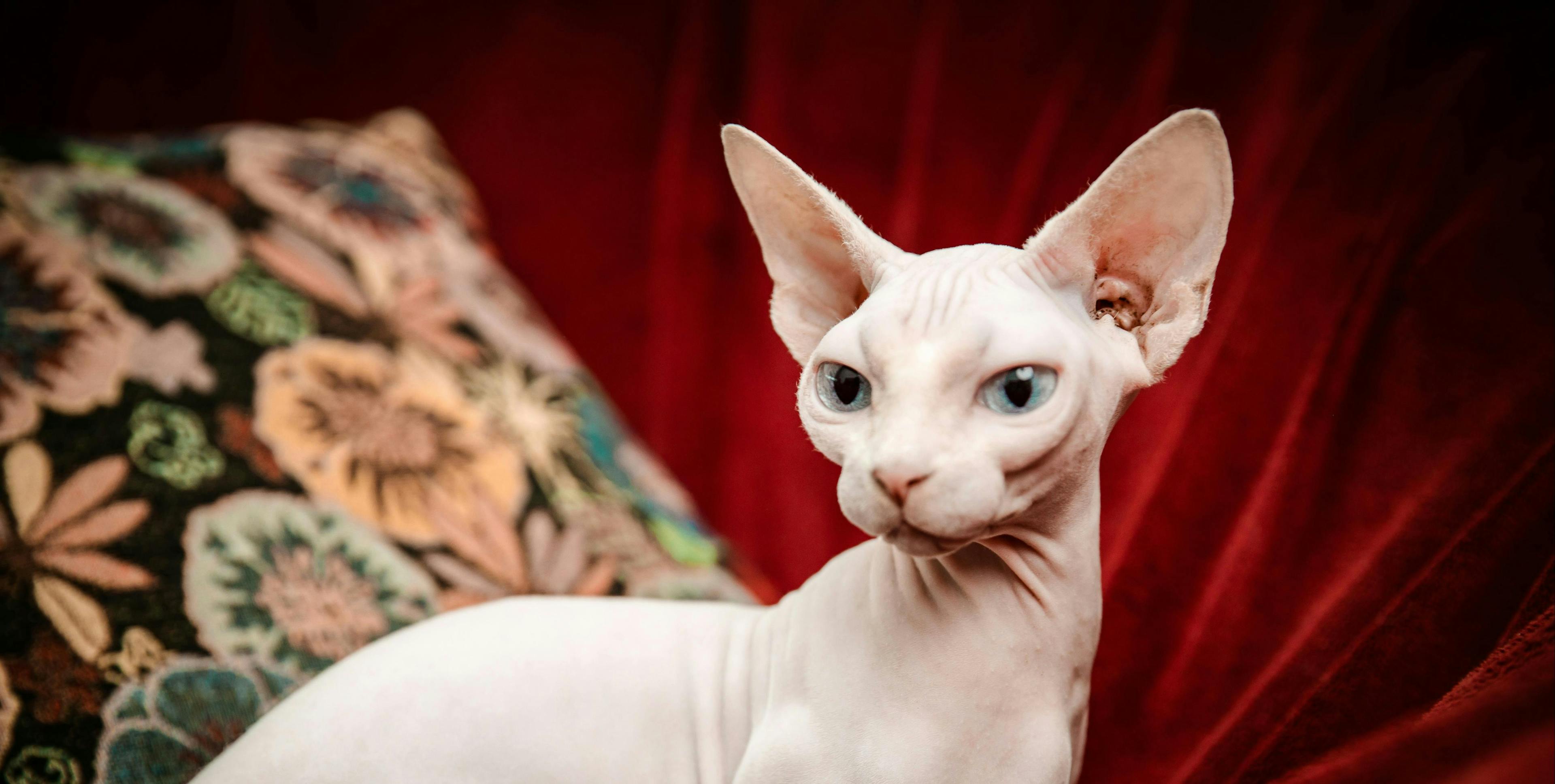 How to Care for a Sphynx Cat