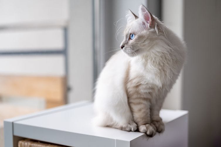 a white cat sitting on top of a white table