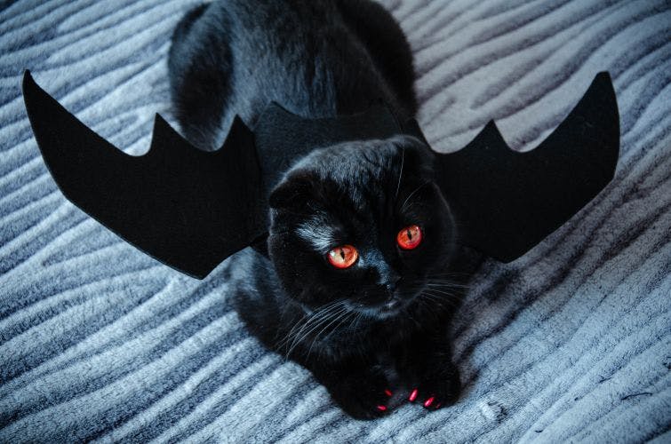a black cat with red eyes laying on a bed