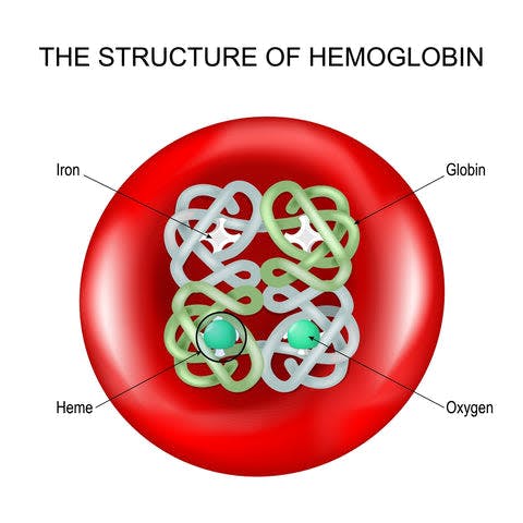 a diagram of the structure of hemoglobin