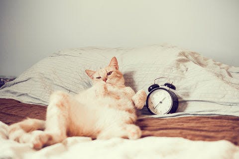 a cat laying on top of a bed next to an alarm clock