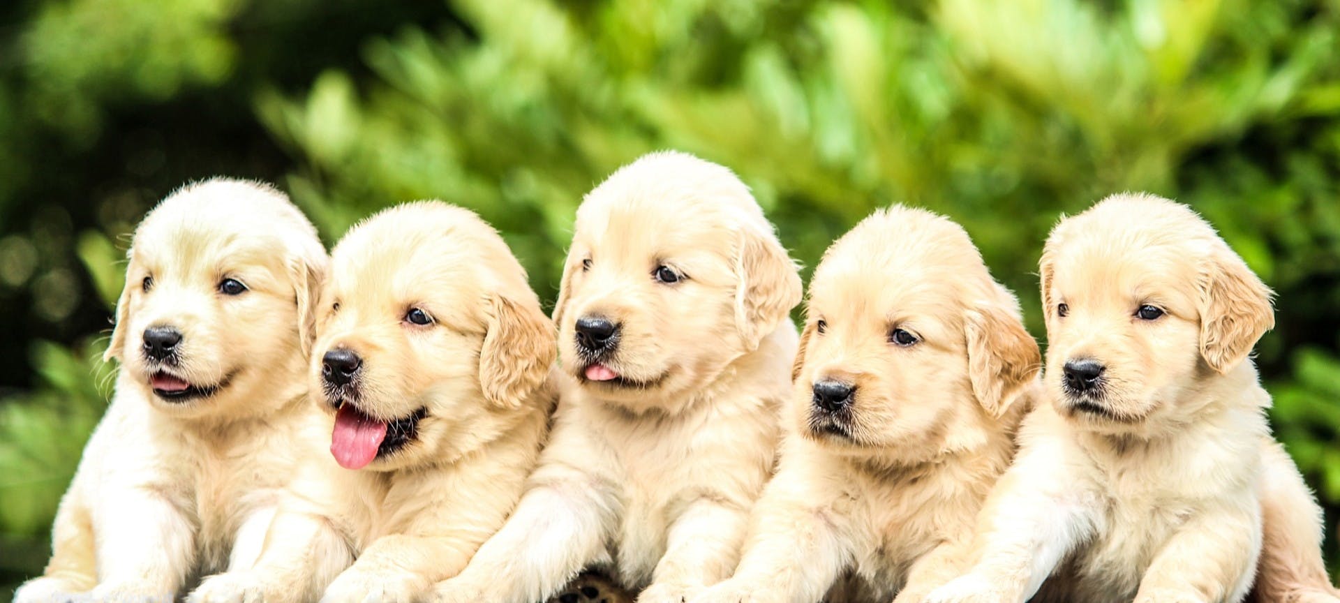 How Many Puppies Can a Golden Retriever Have?