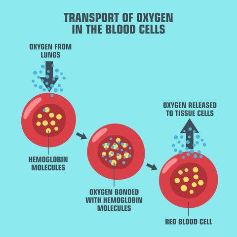 a diagram of the transport of oxygen in the blood cells