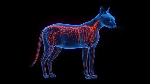 a cat's vascular system is shown on a black background