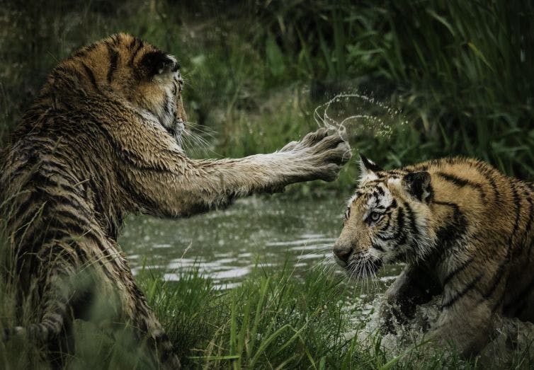 two tigers playing in the water with each other
