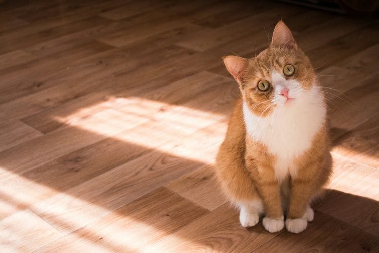 an orange and white cat sitting on a wooden floor