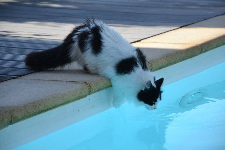 a black and white cat drinking water from a pool