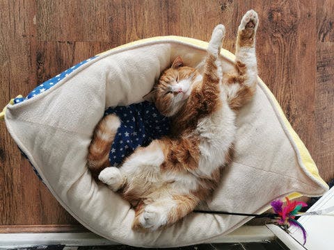 an orange and white cat sleeping in a cat bed