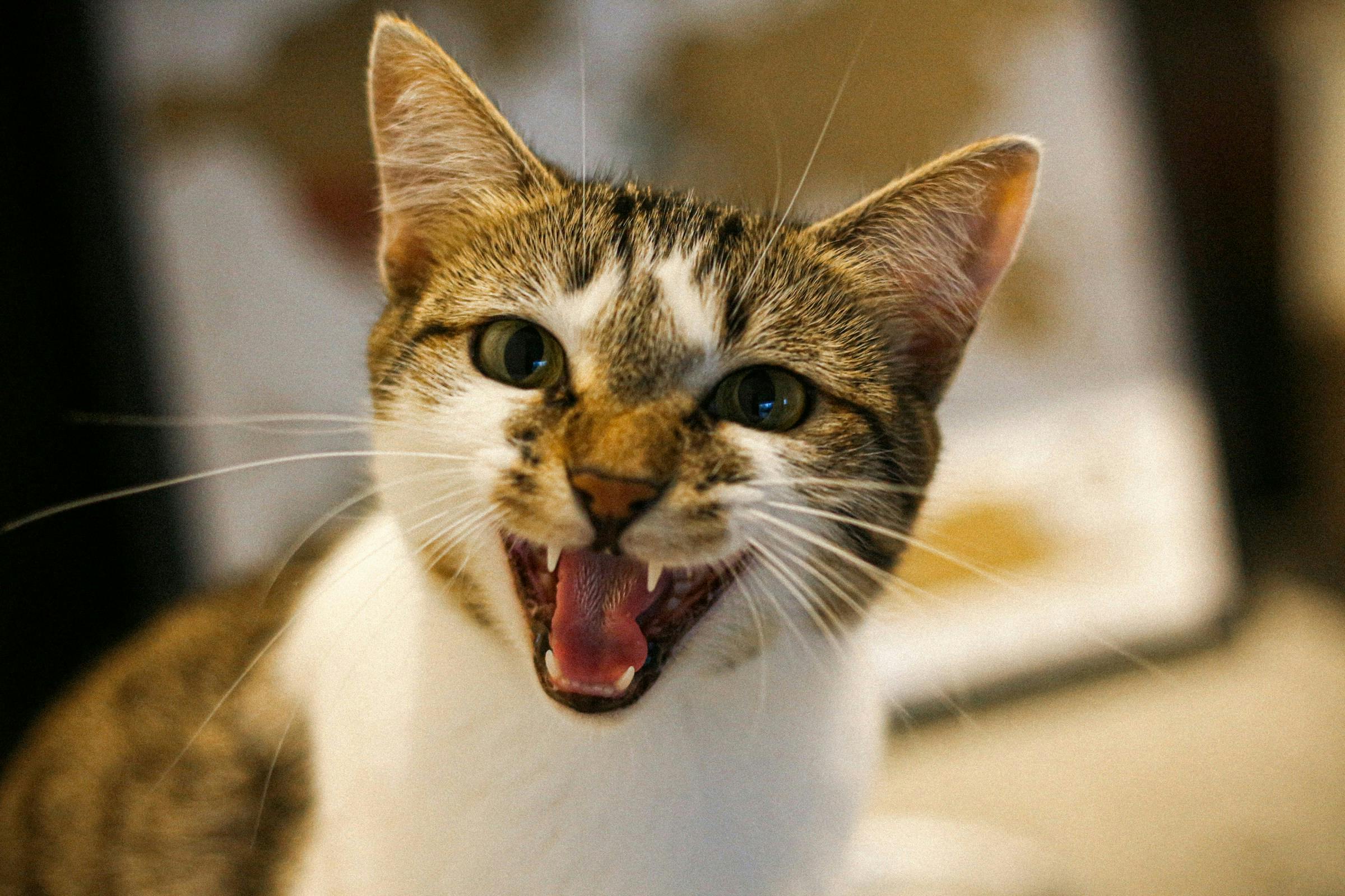 Understanding Cat Aggression: Causes, Signs, and Solutions