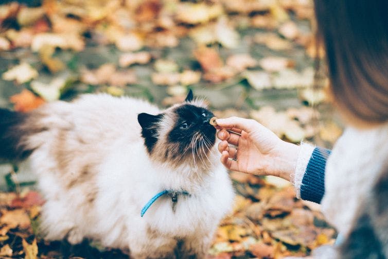 a person feeding a cat in the leaves