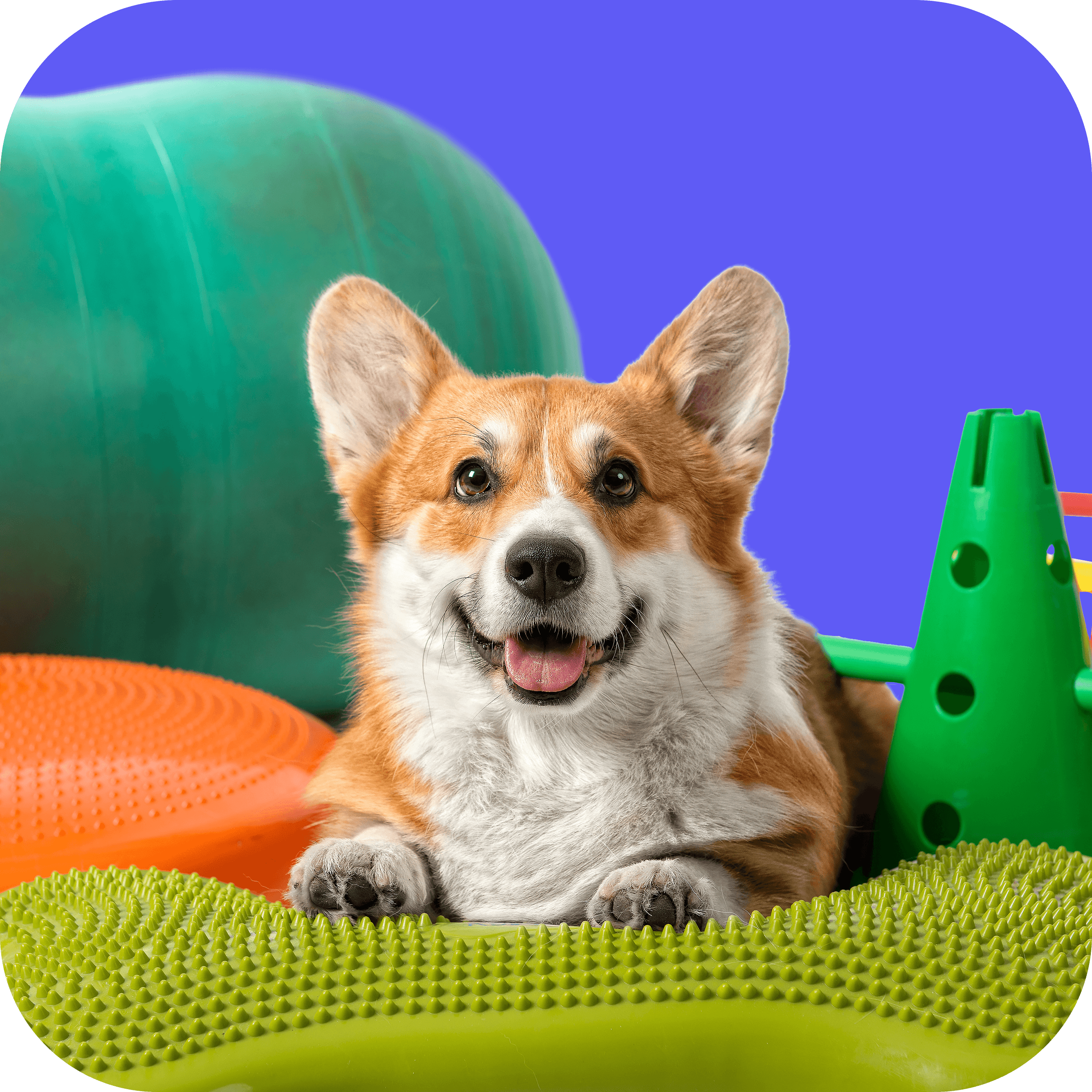 Want Your Dog’s Personalized Exercise Plan?