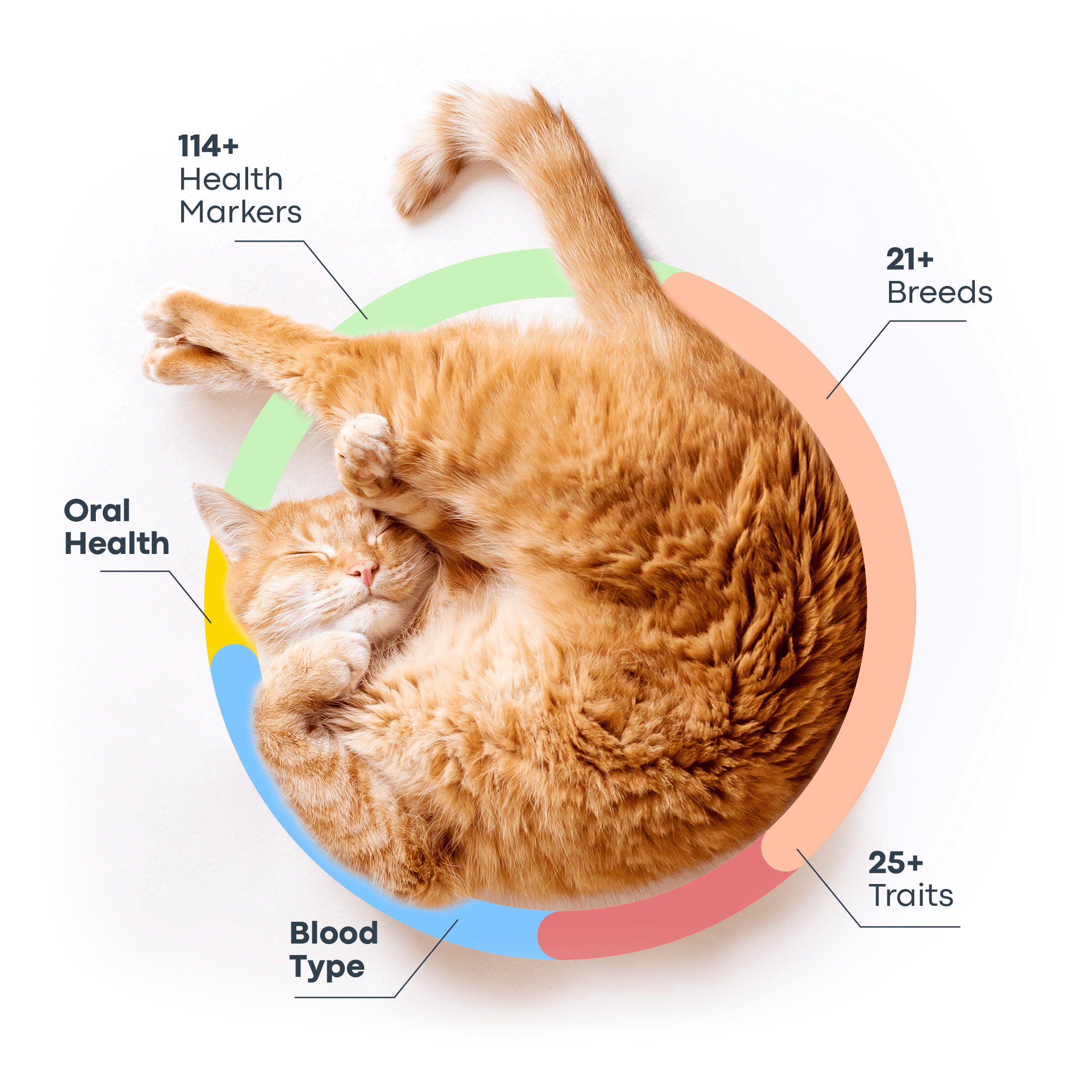 PDP WGS Empowered Decisions Upside Down Cat