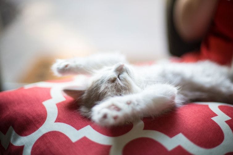 a white kitten laying on top of a red pillow
