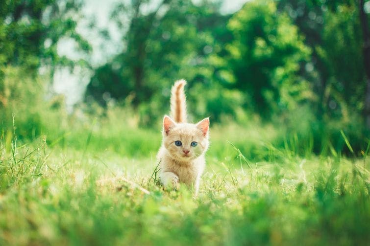 a small kitten is walking through the grass