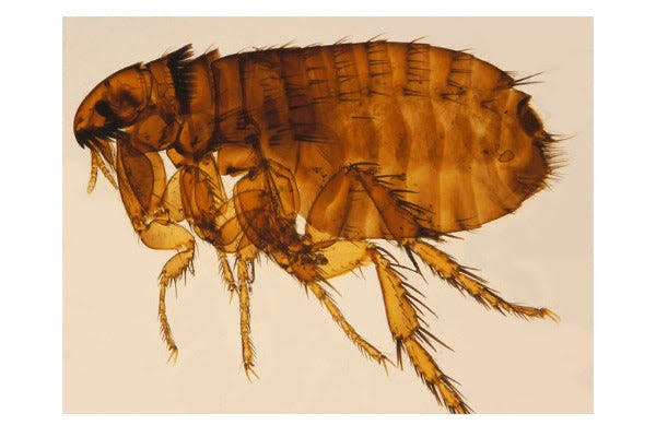 a flea bug on a white background