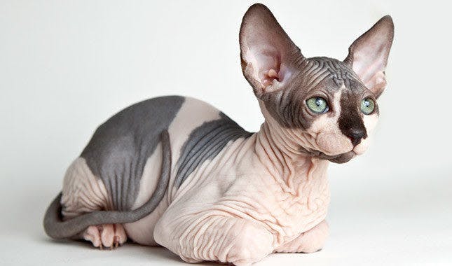 a hairless cat laying down on a white surface