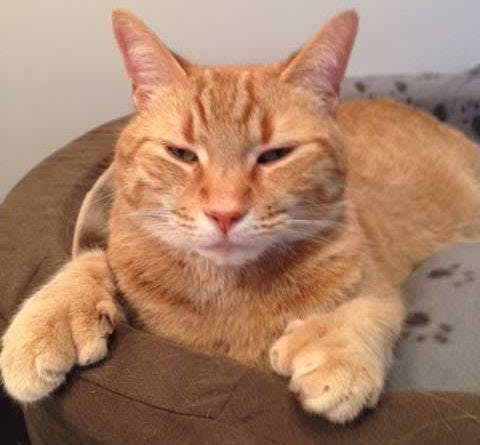 an orange cat laying on top of a brown chair