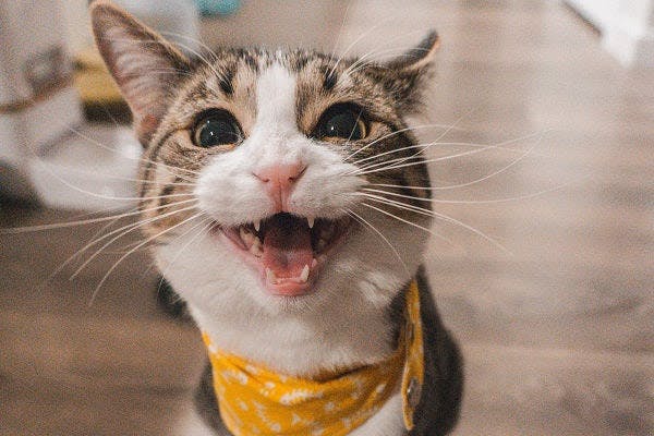 a cat with a yellow bandana around its neck