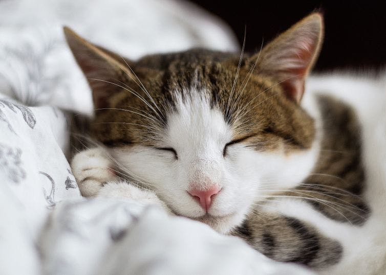 a close up of a cat sleeping on a bed