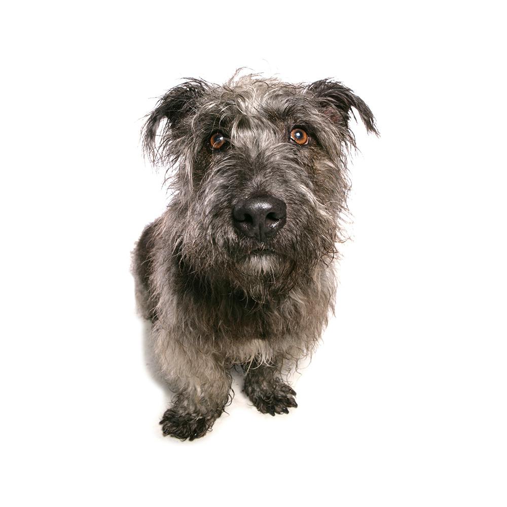 Glen Of Imaal Terrier
