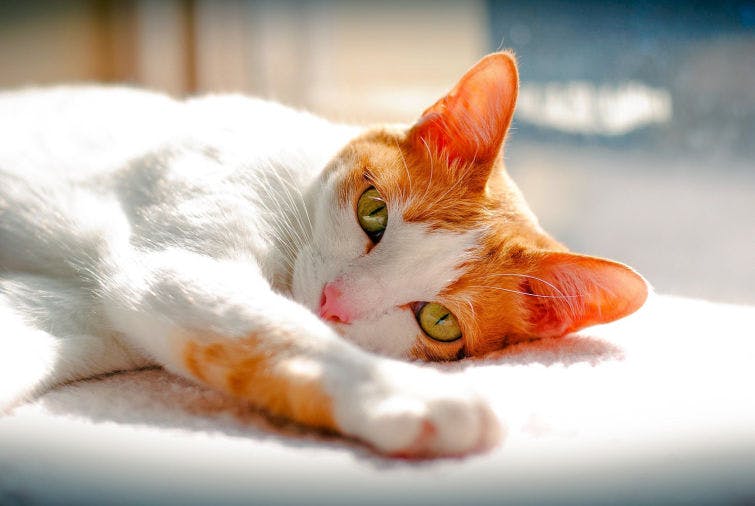 a white and orange cat laying on top of a white blanket