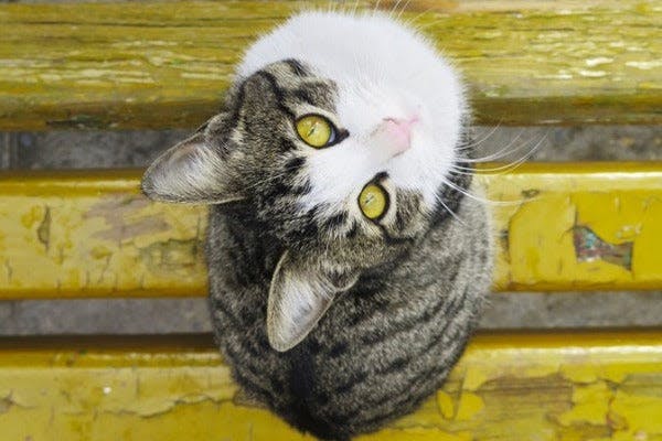 a cat sitting on top of a yellow bench