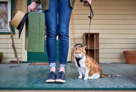 a woman walking a cat on a leash