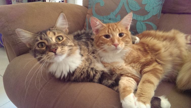 a couple of cats laying on top of a couch