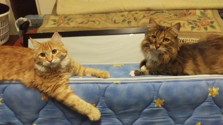 a couple of cats laying on top of a mattress