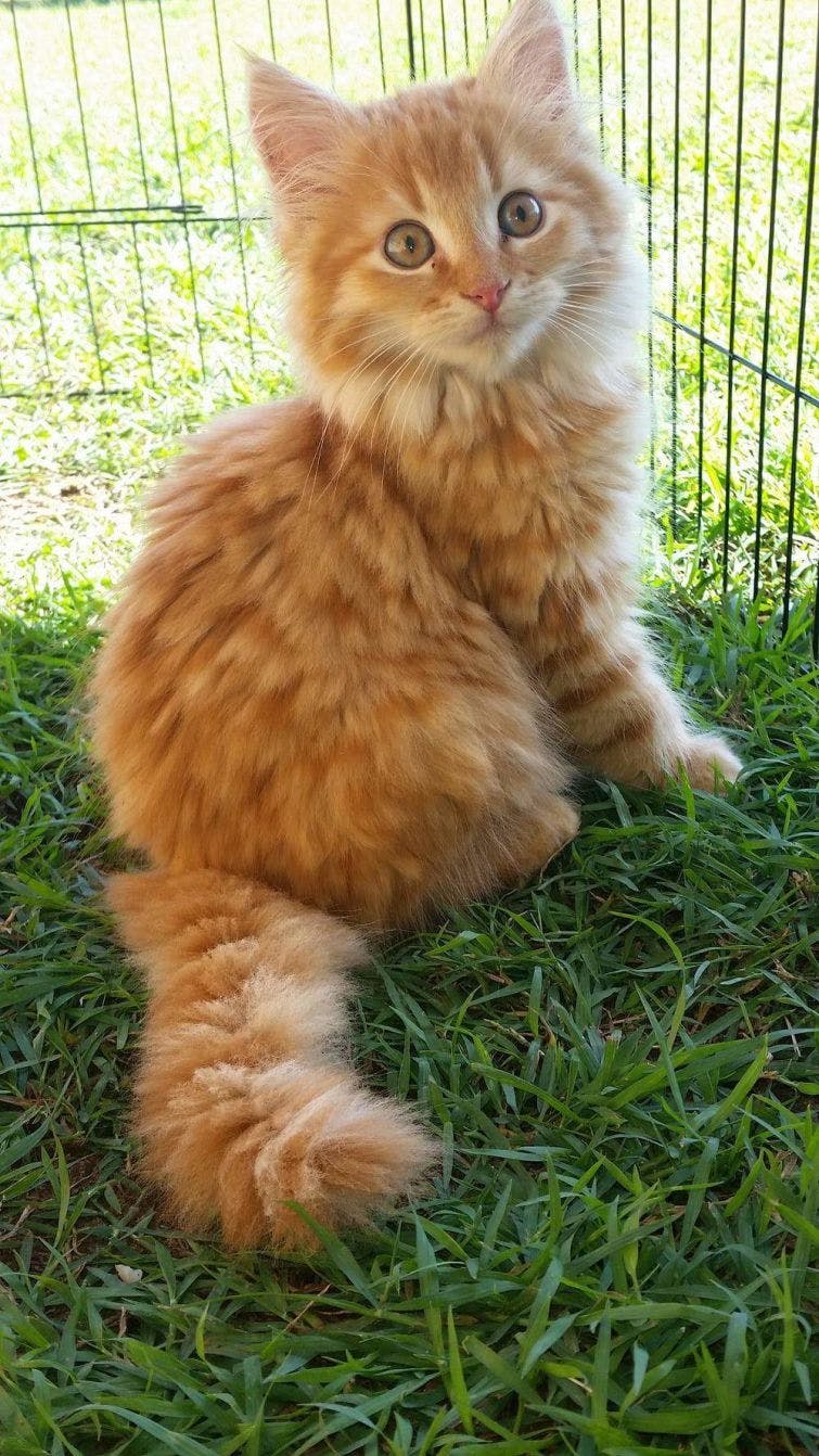 an orange cat sitting in the grass next to a fence
