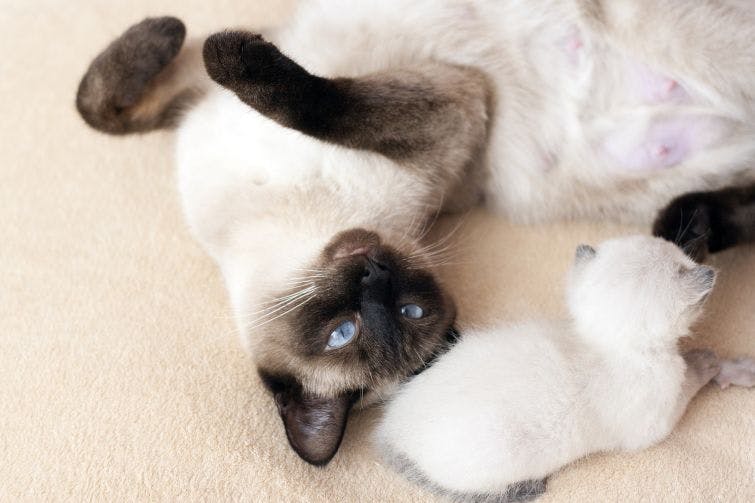 a siamese cat playing with a white kitten