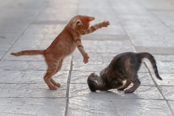 two cats playing with each other on a tiled floor