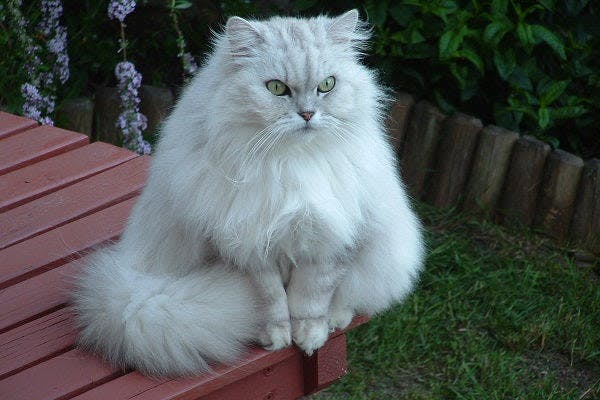 a white cat sitting on top of a wooden bench