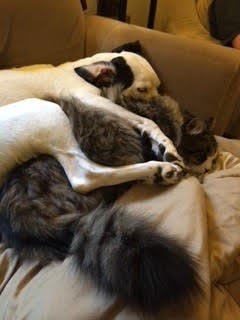 two cats and a dog sleeping on a couch