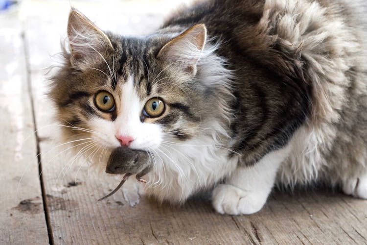 CATtitude: Common Cat Behavior Concerns
