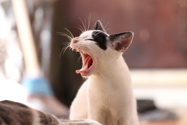 a white cat yawns with its mouth open
