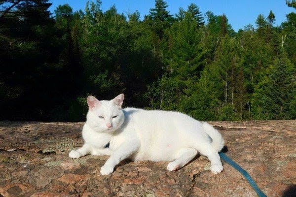 a white cat laying on top of a rock