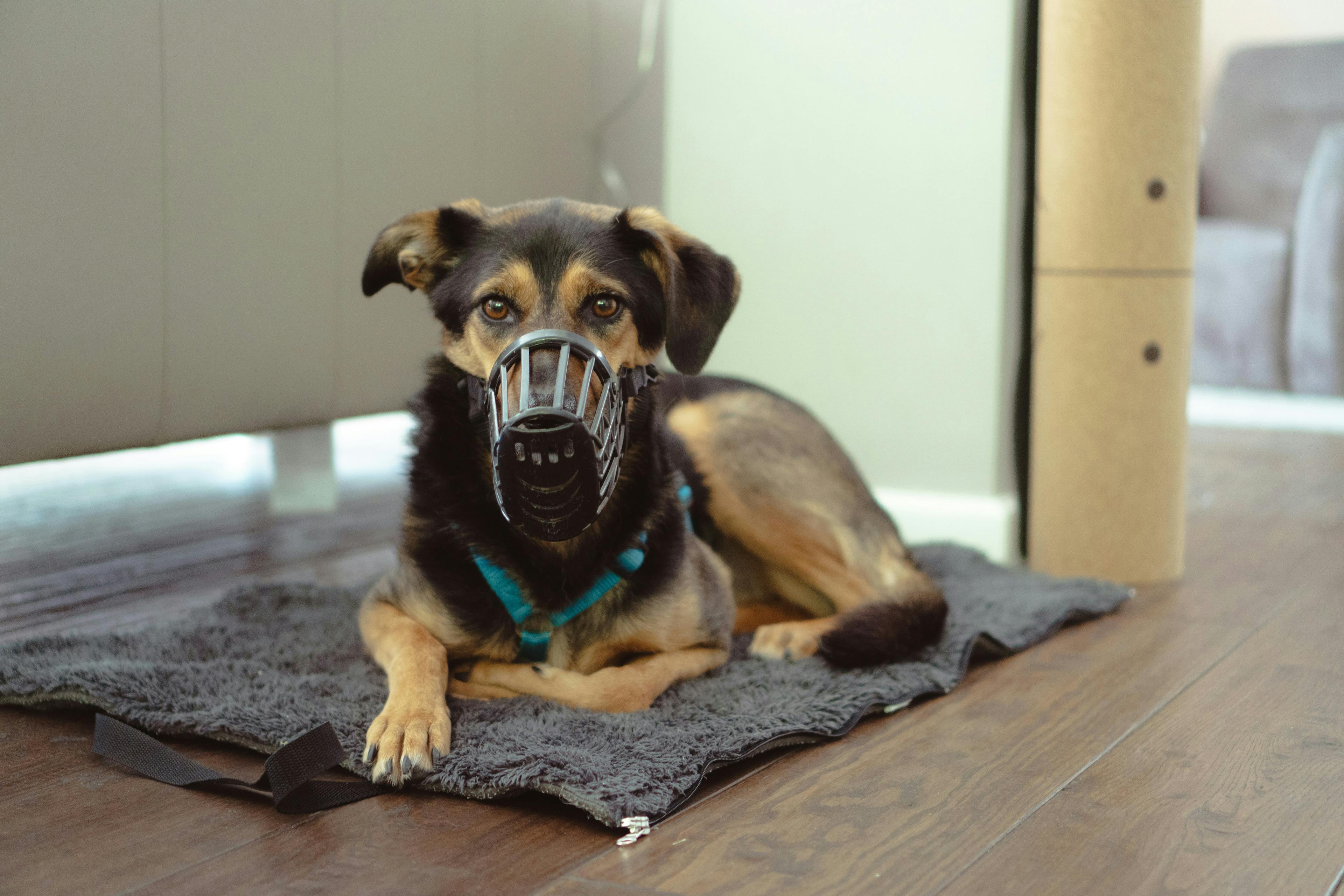 How to Choose a Dog Muzzle