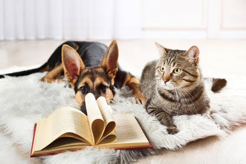 a cat and a dog laying on a rug next to an open book