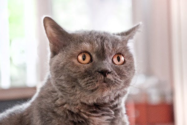 a gray cat with orange eyes sitting in front of a window