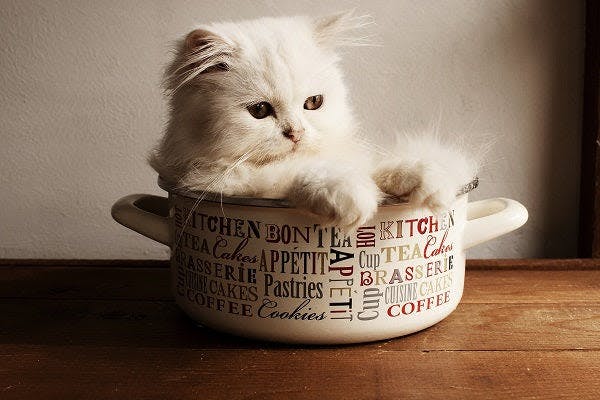 a white cat is sitting in a coffee cup