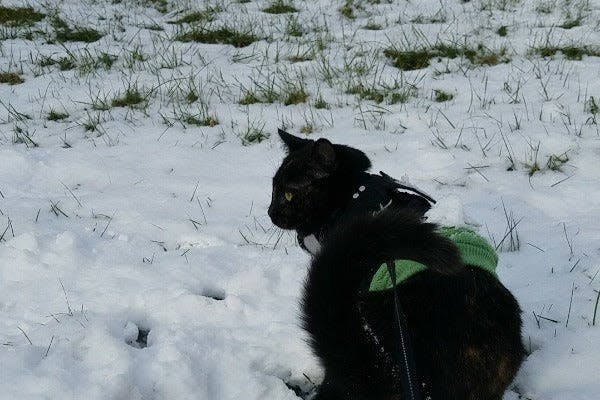 a cat sitting in the snow with a backpack on its back