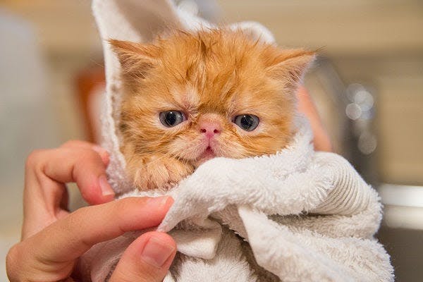 a person holding a cat wrapped in a towel