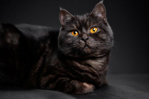 a black cat with yellow eyes laying down