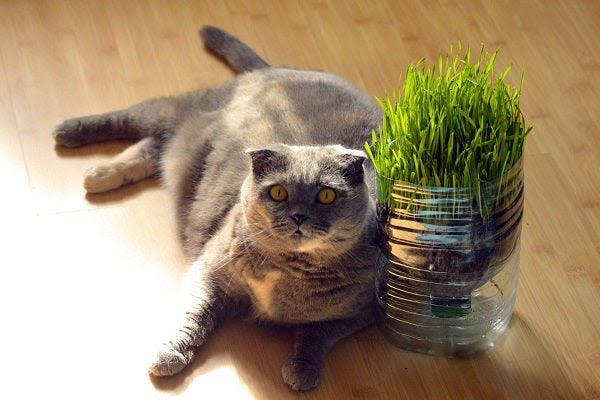 a cat laying on the floor next to a pot of grass