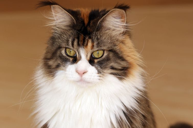 a long haired cat sitting on top of a wooden floor