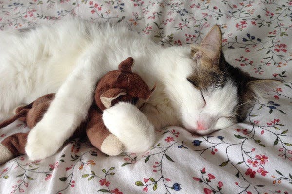 a cat sleeping with a stuffed animal on a bed