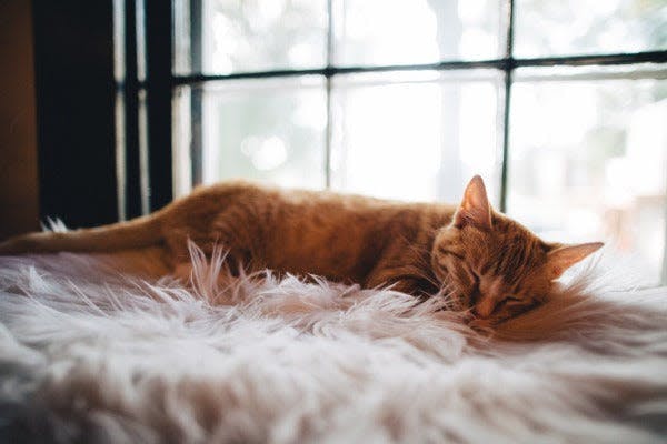 an orange cat sleeping on a fluffy white blanket