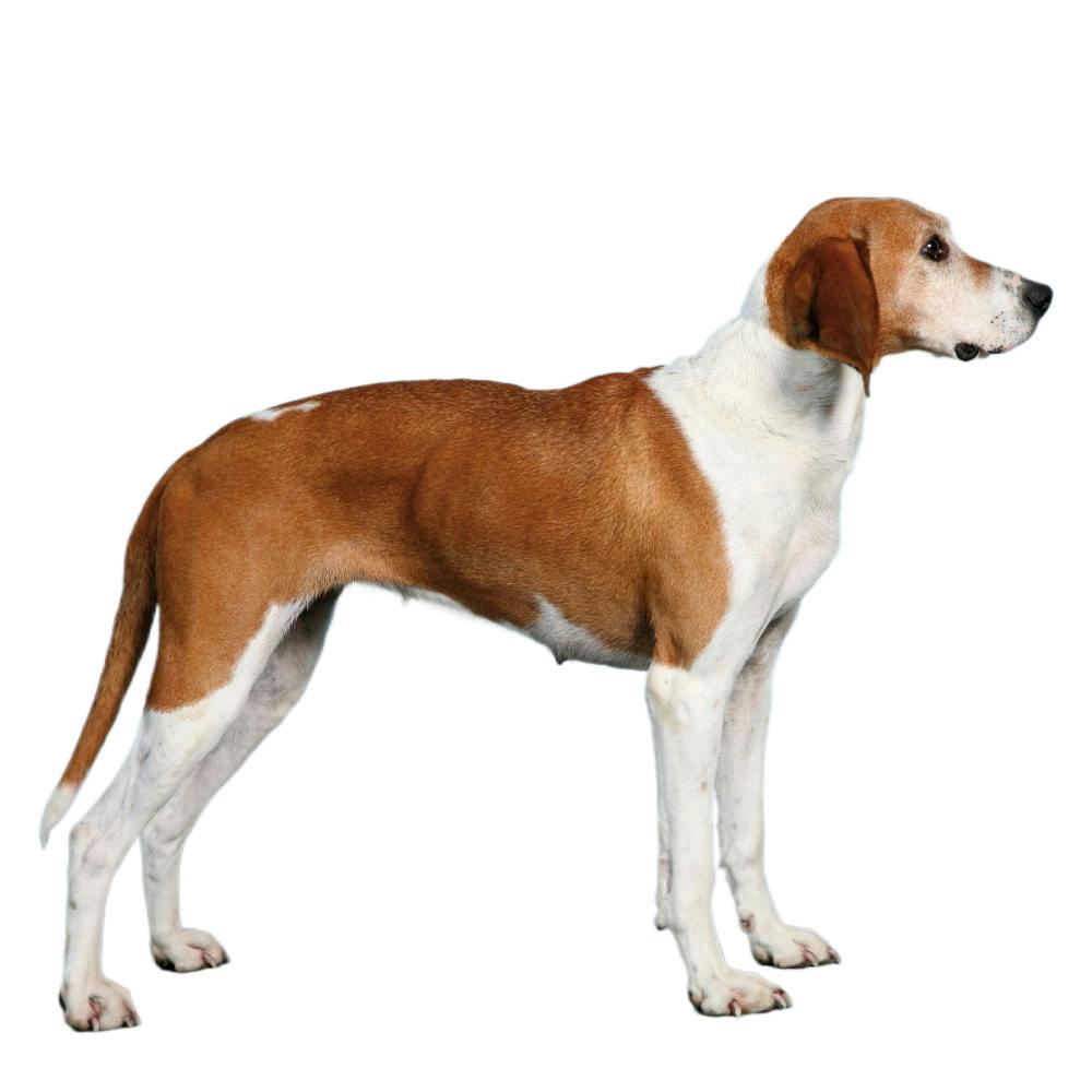 Great Anglo-Francais White And Orange Hound