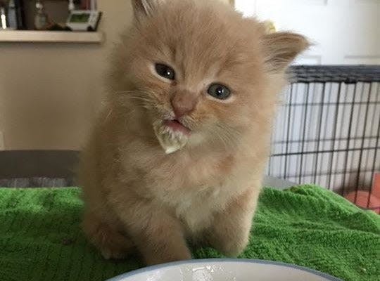 a kitten sitting on a table next to a bowl of food